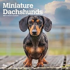 Miniature dachshunds 2025 for sale  Delivered anywhere in USA 