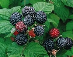 Jewel black raspberry for sale  Delivered anywhere in USA 