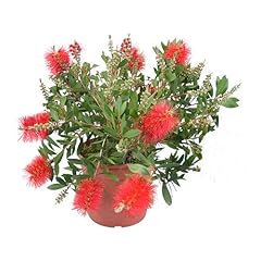 Pianta callistemon vaso usato  Spedito ovunque in Italia 