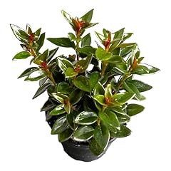 Black goldfish plant for sale  Delivered anywhere in USA 