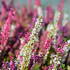 Heather common calluna for sale  Delivered anywhere in Ireland