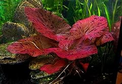 Live aquarium bulb for sale  Delivered anywhere in UK