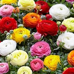 Bloomique stück ranunkeln gebraucht kaufen  Wird an jeden Ort in Deutschland