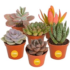 Costa farms succulents for sale  Delivered anywhere in USA 