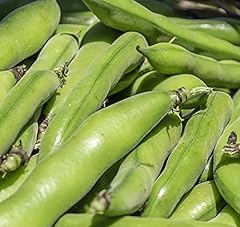 Broad bean express for sale  Delivered anywhere in UK