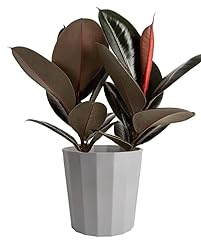 Rubber tree decorative for sale  Delivered anywhere in USA 