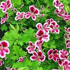 Citronella plant seeds for sale  Delivered anywhere in USA 