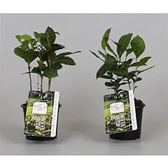 Camellia sinensis live for sale  Delivered anywhere in UK