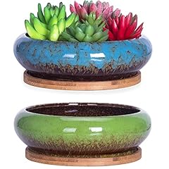 Artketty succulent plant for sale  Delivered anywhere in Ireland