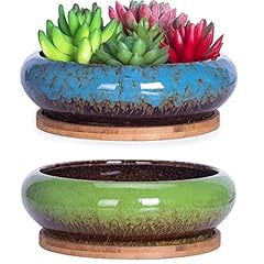 Artketty succulent plant for sale  Delivered anywhere in UK