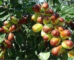 9eztropical jujube tree for sale  Delivered anywhere in USA 