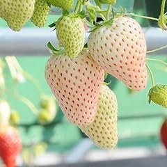 White strawberry plant for sale  Delivered anywhere in USA 