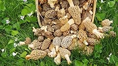 Large kit morel for sale  Delivered anywhere in USA 