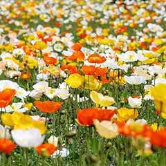 Mohnblume iceland poppy gebraucht kaufen  Wird an jeden Ort in Deutschland