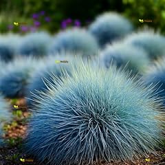 Blue fescue 300 for sale  Delivered anywhere in UK