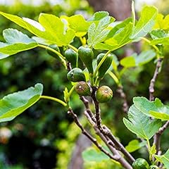 Fig garden fruit for sale  Delivered anywhere in UK