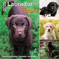 Calendrier labrador chiot d'occasion  Livré partout en France