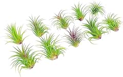 Ionantha tillandsia air for sale  Delivered anywhere in USA 
