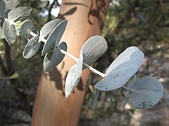 Eucalyptus perriniana spinning usato  Spedito ovunque in Italia 