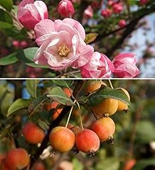 Crabapple malus sylvestris for sale  Delivered anywhere in USA 
