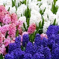 Mixed hyacinth bulbs for sale  Delivered anywhere in USA 
