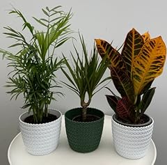 Evergreen indoor best for sale  Delivered anywhere in UK