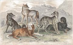 Dogs antique lithograph for sale  Delivered anywhere in UK