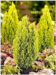 Dwarf conifer chamaecyparis for sale  Delivered anywhere in UK