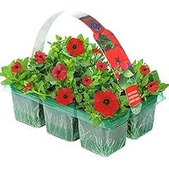 Petunia surfinia deep for sale  Delivered anywhere in UK