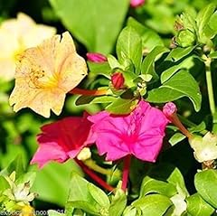 Herrlich duftende wunderblume gebraucht kaufen  Wird an jeden Ort in Deutschland