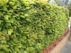 Hornbeam field grown for sale  Delivered anywhere in UK