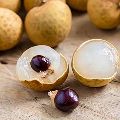 Longan tree live for sale  Delivered anywhere in USA 