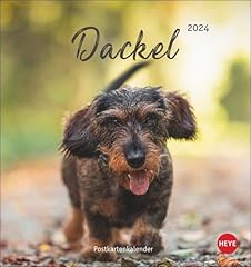 Dackel postkartenkalender 2024 gebraucht kaufen  Wird an jeden Ort in Deutschland