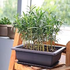 Willow bonsai tree for sale  Delivered anywhere in USA 