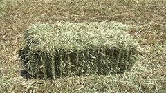 Heuballen 5kg frisches gebraucht kaufen  Wird an jeden Ort in Deutschland