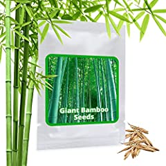 Giant bamboo seeds for sale  Delivered anywhere in UK