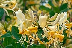 Lonicera graham thomas for sale  Delivered anywhere in UK