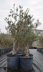 Bellissimi alberi ulivo usato  Spedito ovunque in Italia 