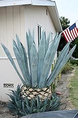 Blue agave americana for sale  Delivered anywhere in USA 