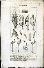 planche botanique d'occasion planche botanique d'occasion Livré partout en France
