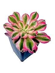 Aeonium pink witch for sale  Delivered anywhere in USA 