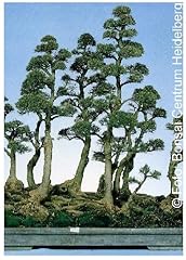 Tropica pin australien d'occasion  Livré partout en France