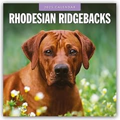 Rhodesian ridgebacks rhodesian for sale  Delivered anywhere in UK