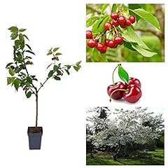 Cherry tree prunus for sale  Delivered anywhere in UK