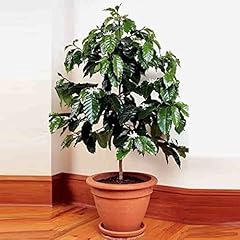 Seedsup seeds arabian for sale  Delivered anywhere in USA 
