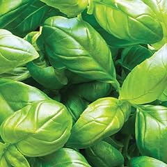 Gardeners kitchen basil for sale  Delivered anywhere in UK