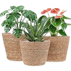 Mekueeex pcs plant for sale  Delivered anywhere in USA 