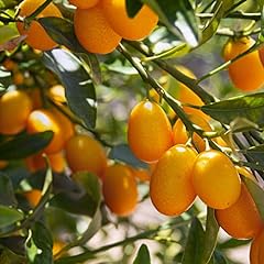 Chuxay garden kumquats for sale  Delivered anywhere in USA 