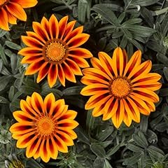 Outsidepride seeds perennial for sale  Delivered anywhere in USA 