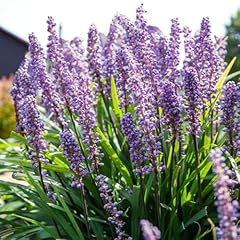 Carbeth plants liriope for sale  Delivered anywhere in UK